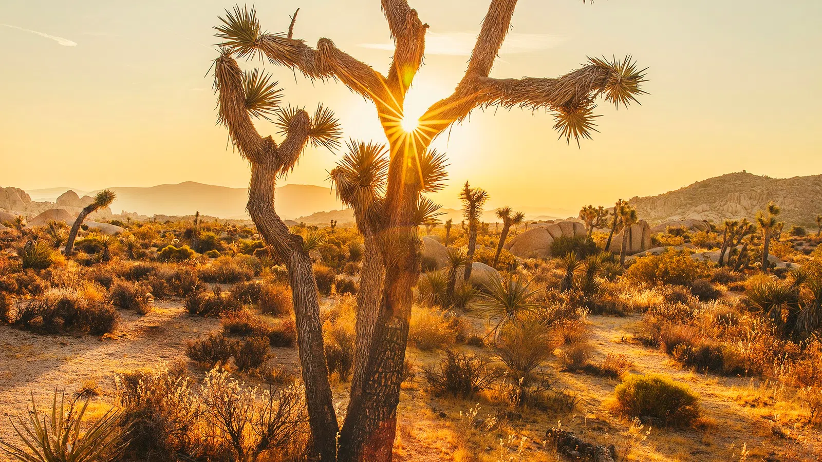 Sunset shining through a Joshua tree in a desert landscape with long shadows and distant hills.