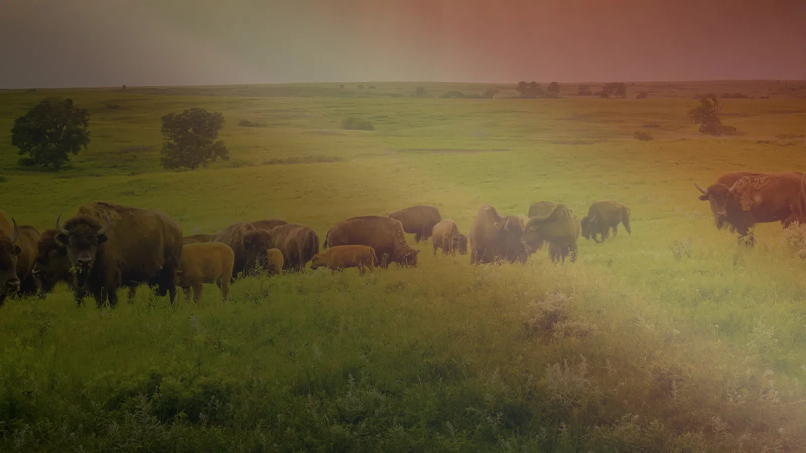 Herd of bison grazing on a green prairie under a soft sunset sky with scattered trees in the distance.