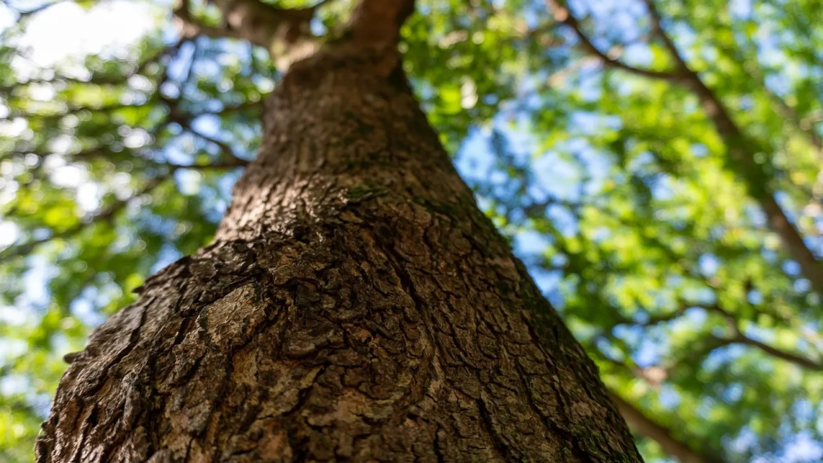 Close-up view of rough tree bark with green leaves and blue sky blurred in the background.