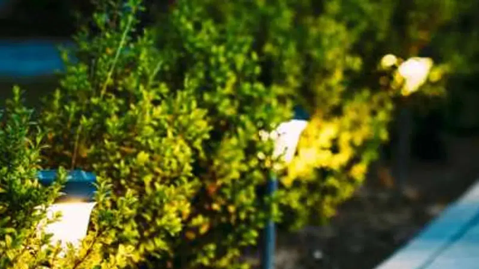 Sunlit green hedges along an outdoor walkway at dusk with soft lighting in the background.