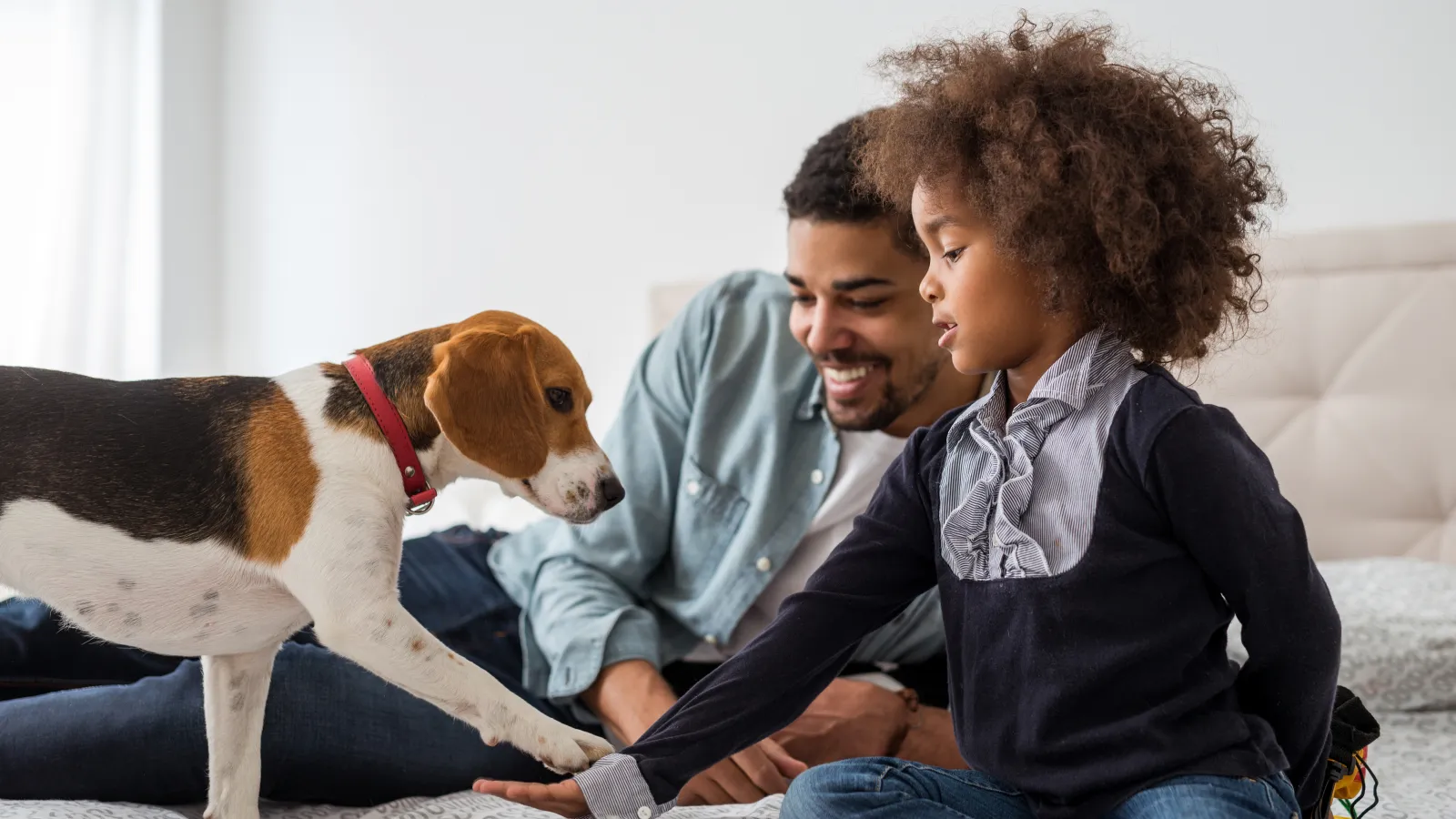 Young girl and man playing with a beagle dog on a bed in a cozy bedroom setting indoors