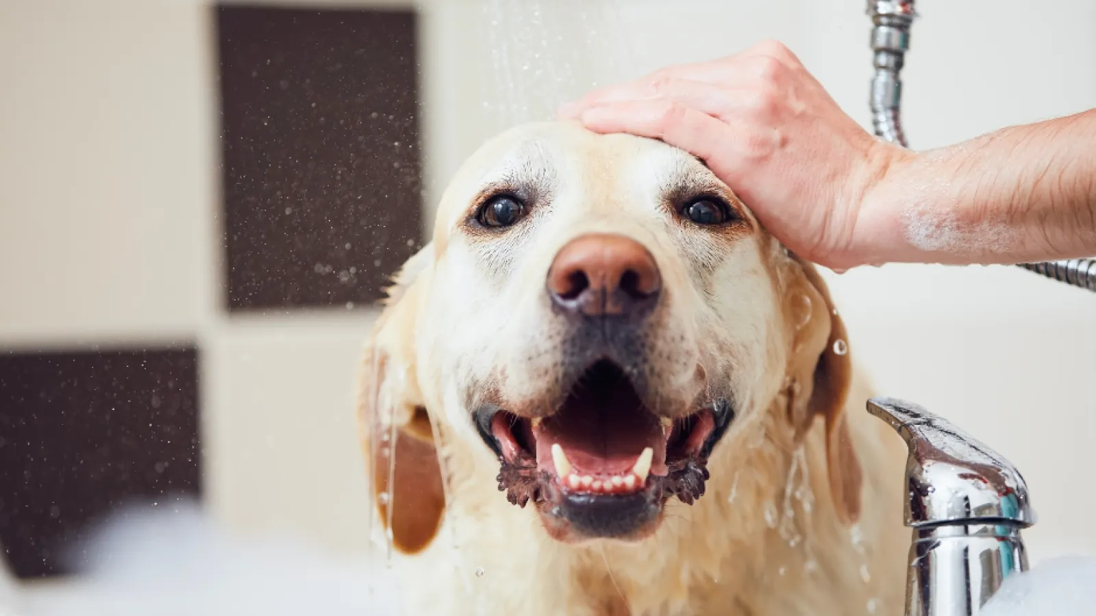 a dog getting a bath