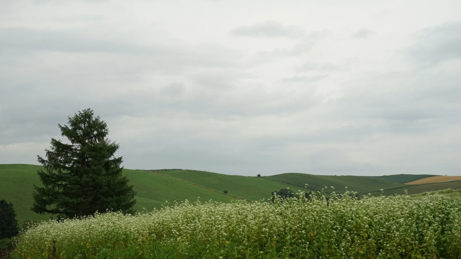 Green rolling hills under a cloudy sky with tall tree and flowering plants in the foreground