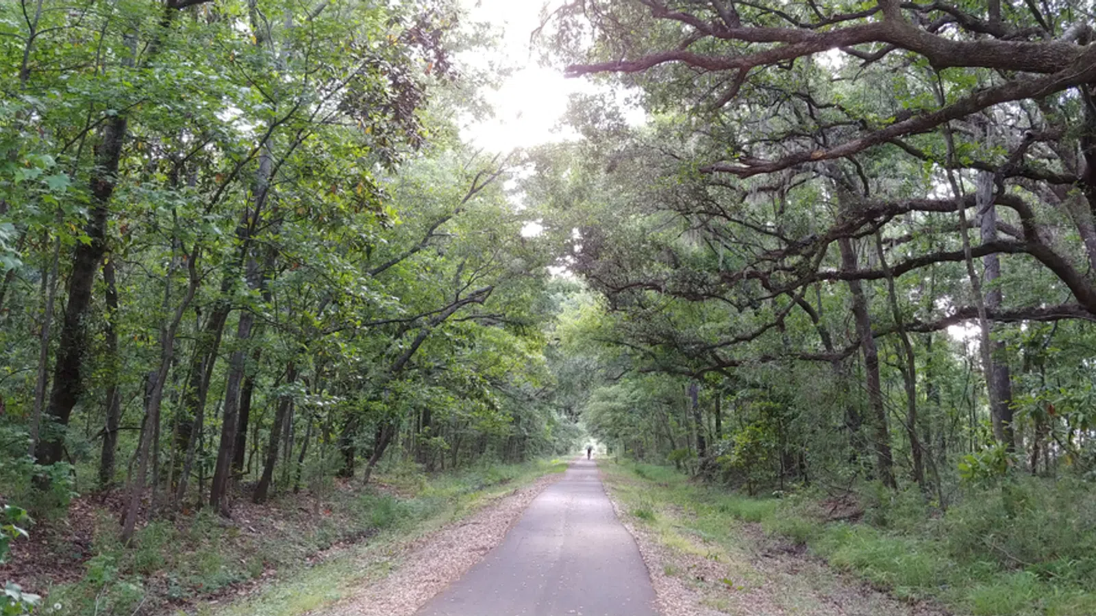 Paved forest trail surrounded by dense green trees with sunlight filtering through the canopy.
