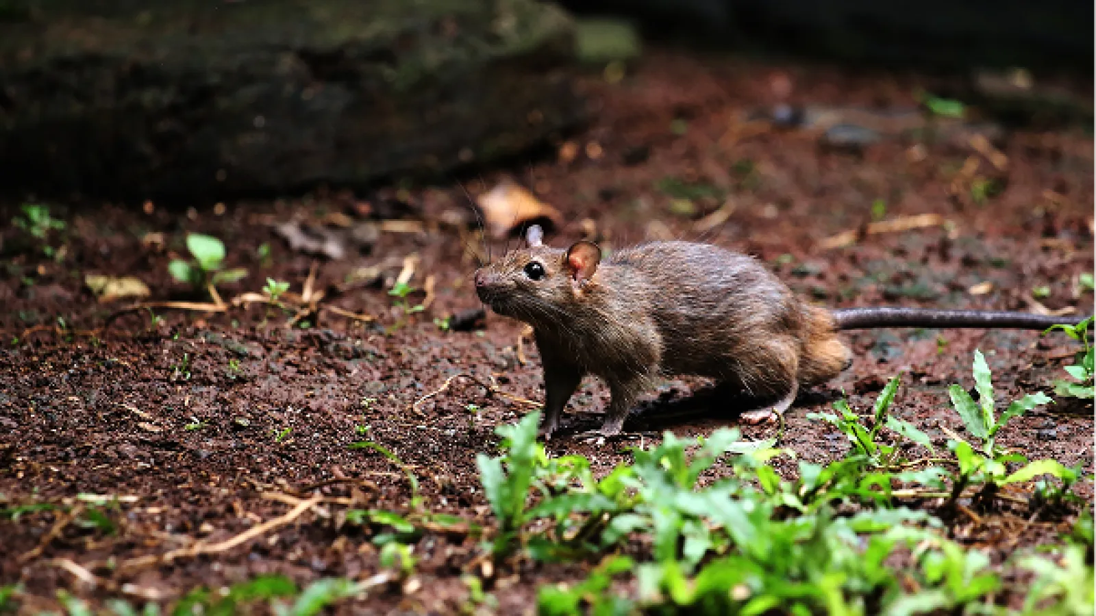 Rodent Control Federal Way | Rodent Guard