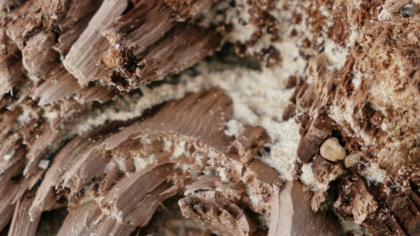 Close-up of wood damaged by termites