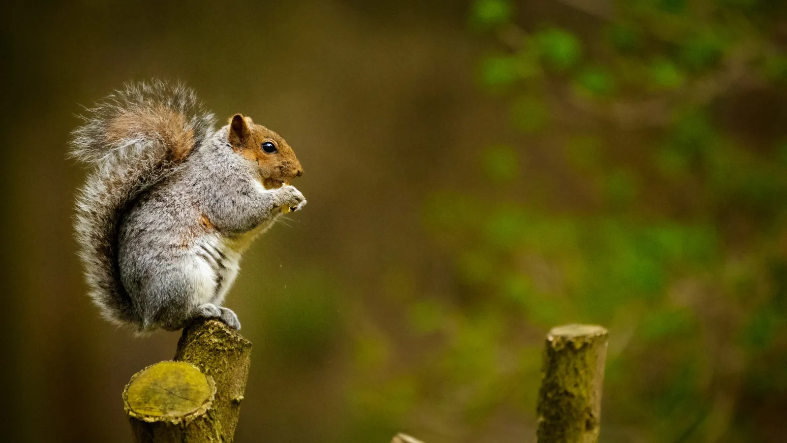 a squirrel on a post