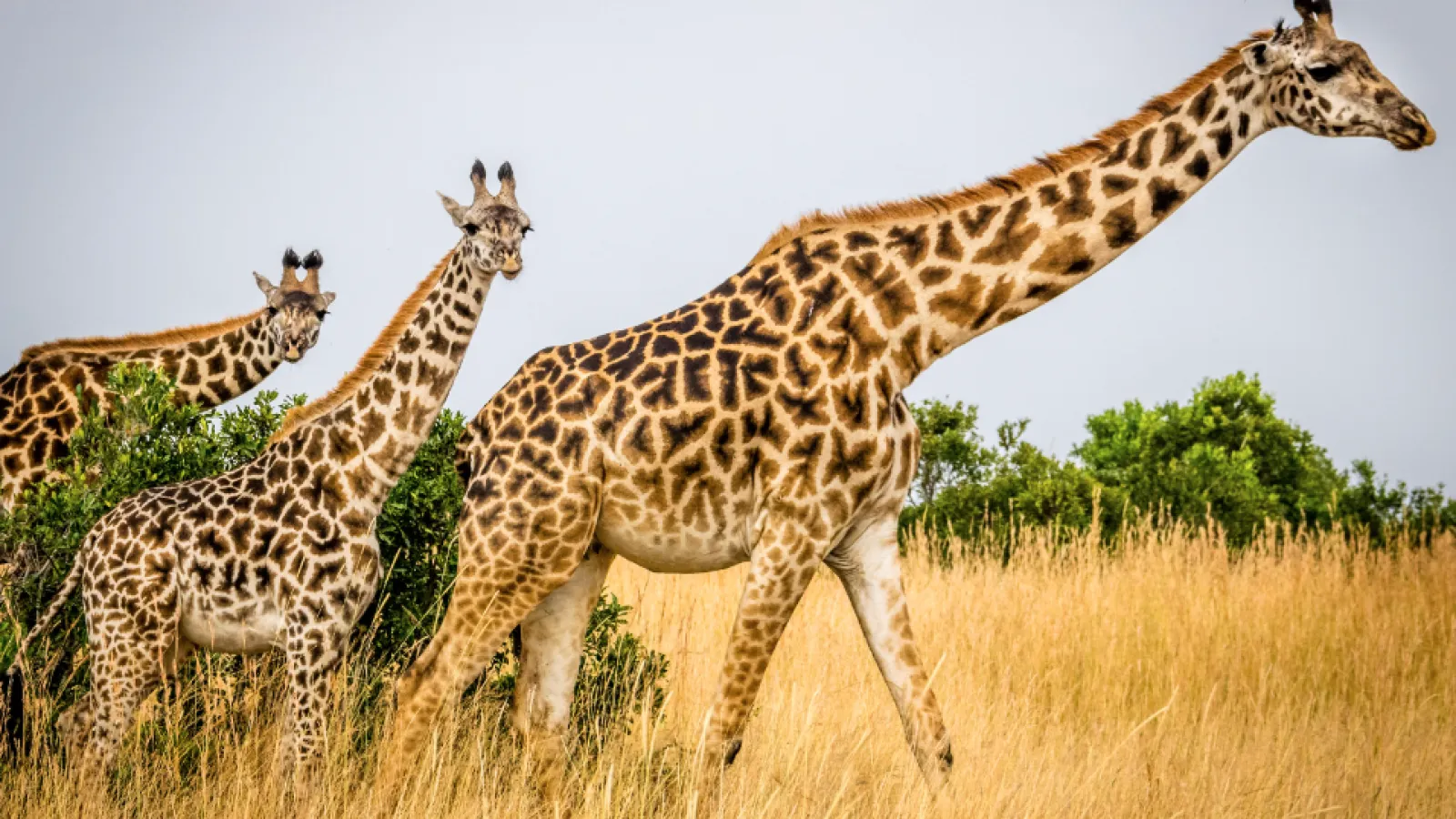 a group of giraffes walking in a field