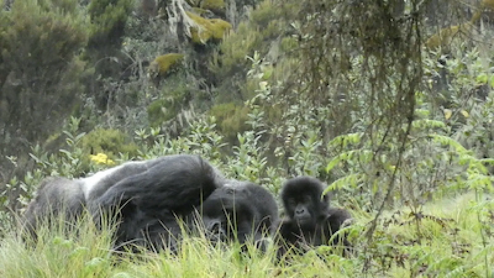 a group of bears in a forest