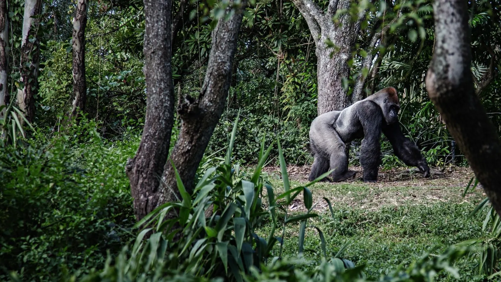 a gorilla walking in the woods