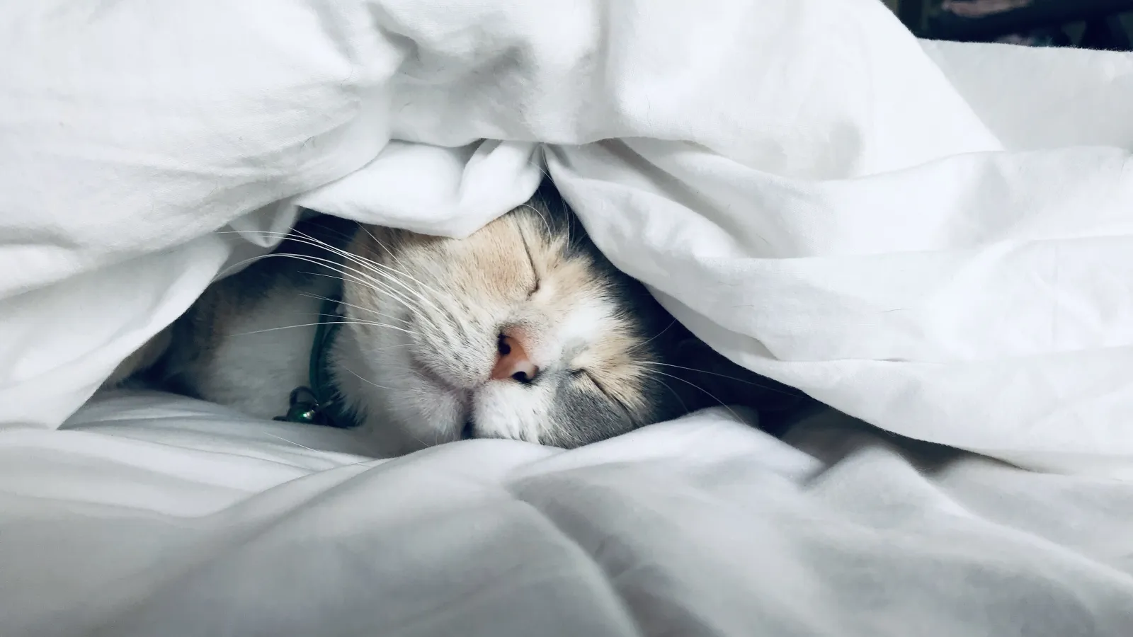 7 Winter Safety Tips To Keep Your Pets Warm
