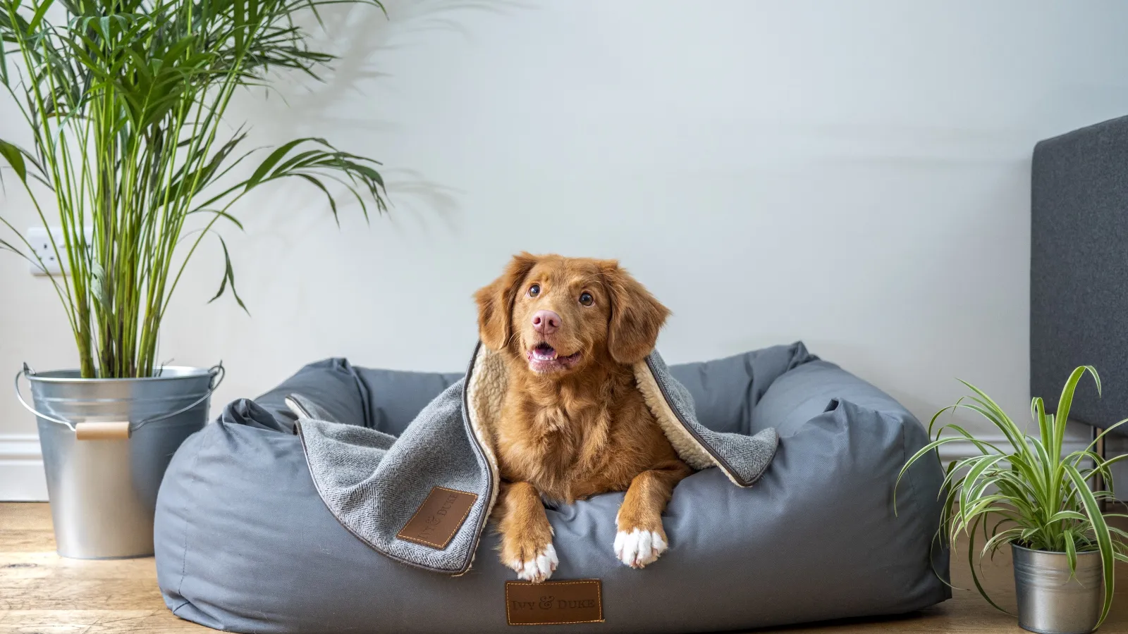 6 Safety Tips to Protect Your Pet and Home
