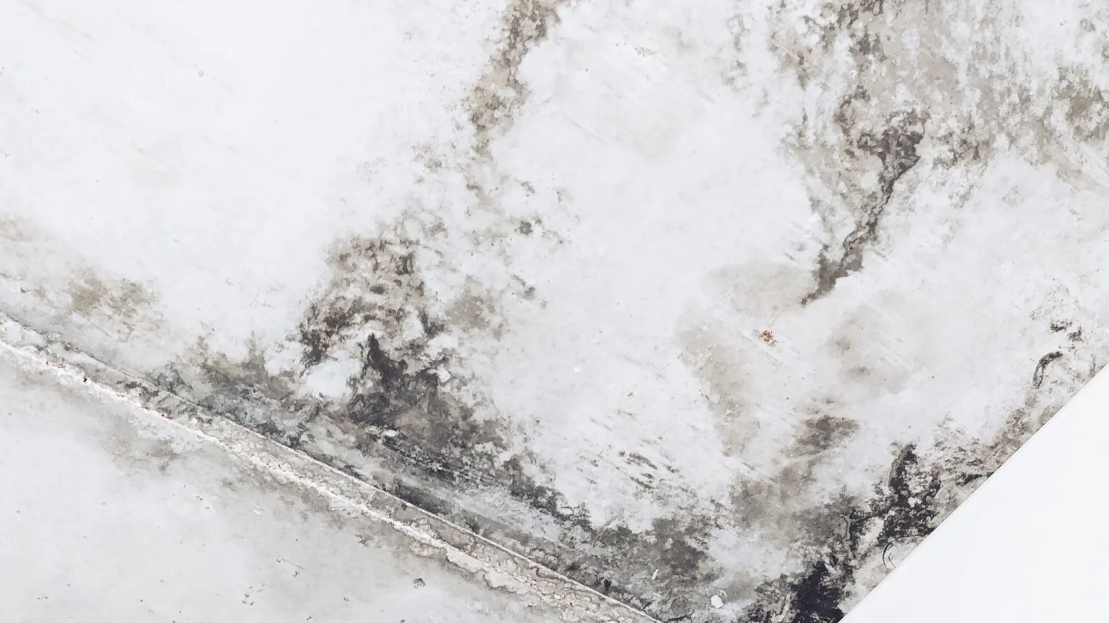 How Much Mold Exposure Is Too Much?