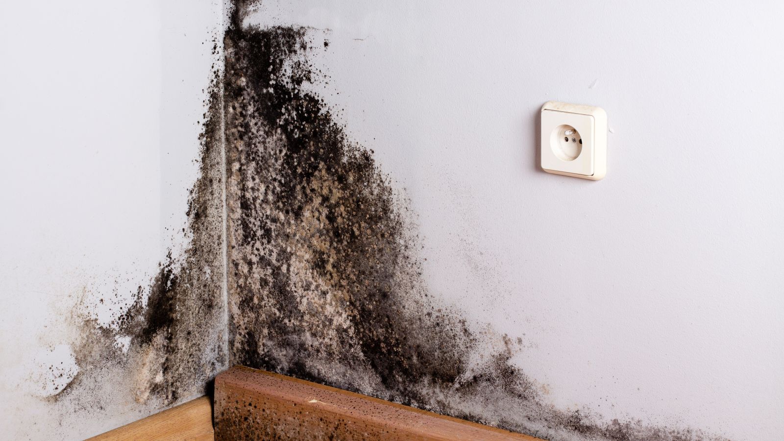 Mold Mitigation Myths: Does UV Light Kill Mold? – Tool Klean