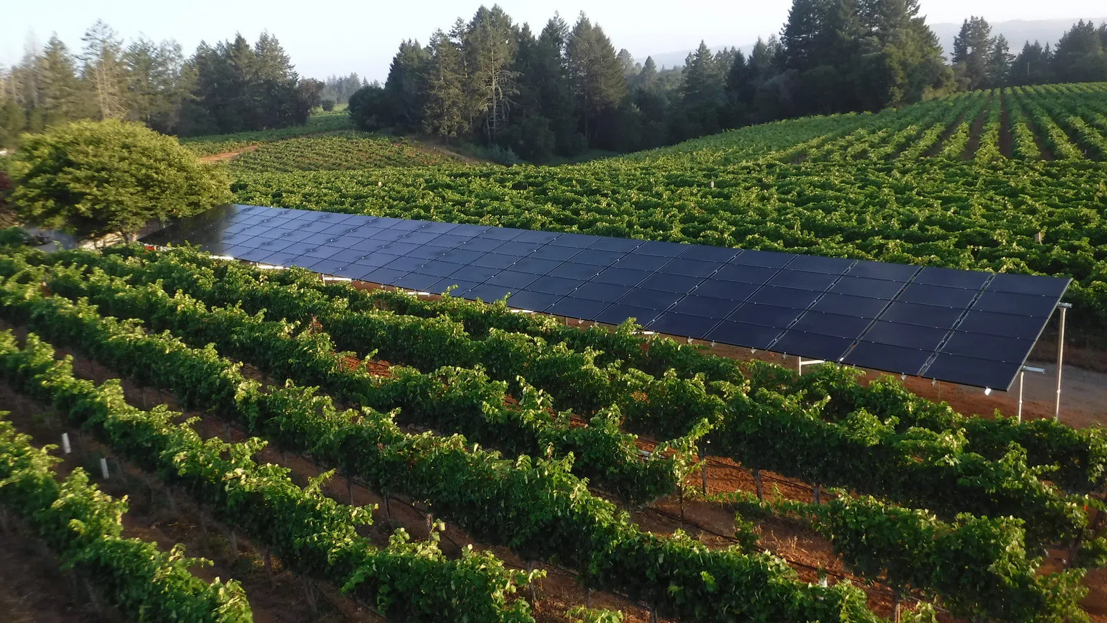 a napa winery vineyard with solar panels installation ground mount