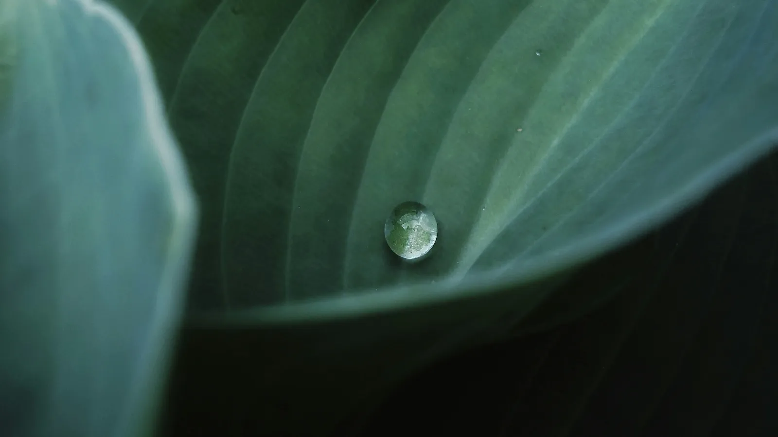 a close up of a leaf