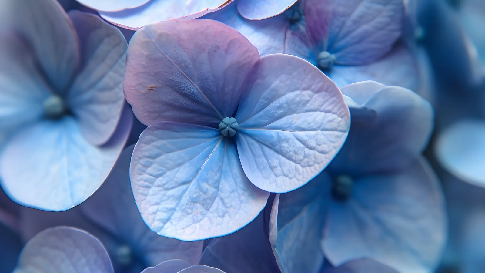 close up of a flower