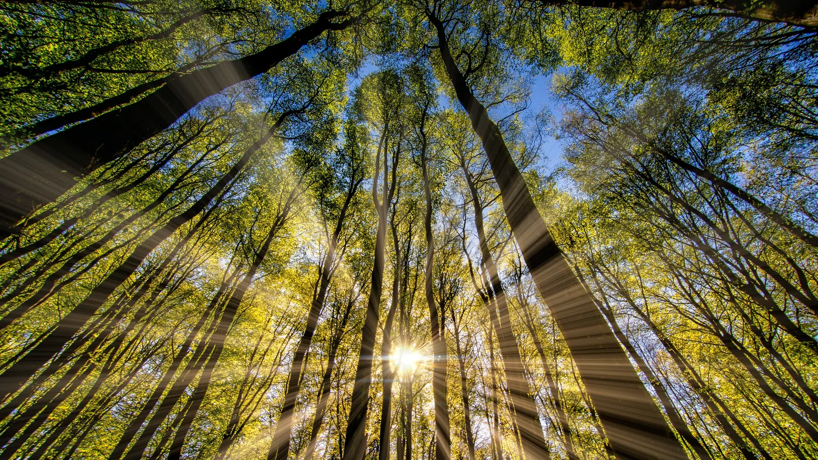 a group of trees