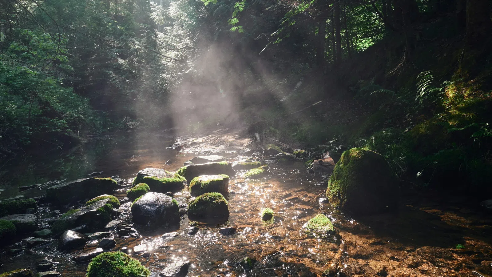 Sunlight streaming through dense forest trees onto a moss-covered rocky stream with clear flowing water.