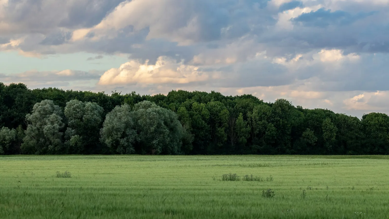 Green grassy field with lush trees under a partly cloudy blue sky during daytime