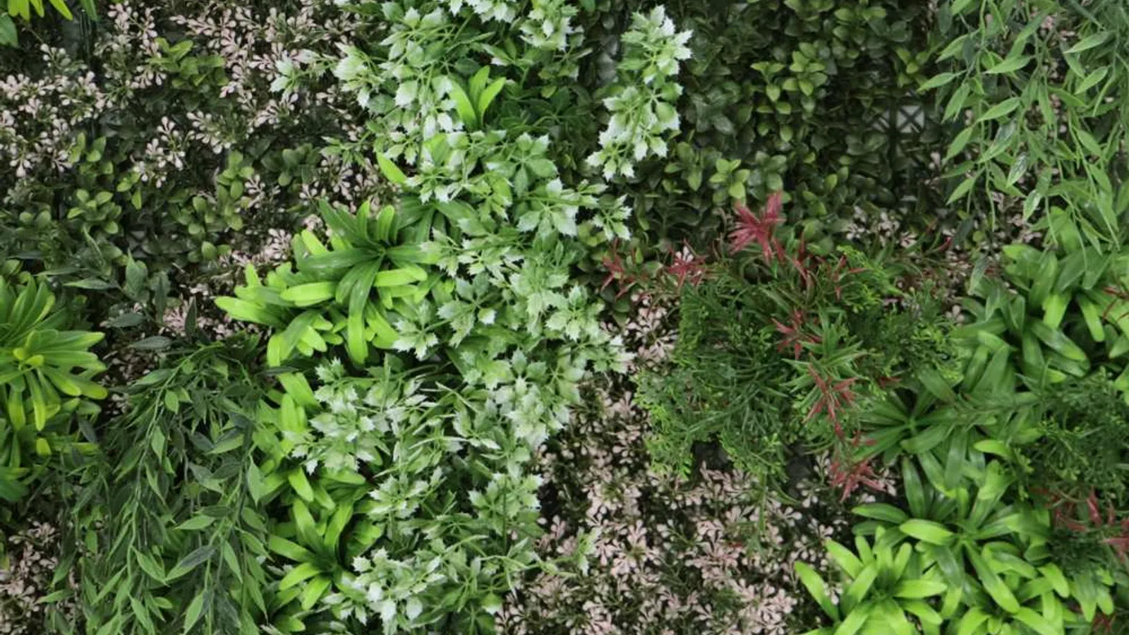Variety of green and variegated leafy plants densely packed in a natural garden setting with mixed textures.