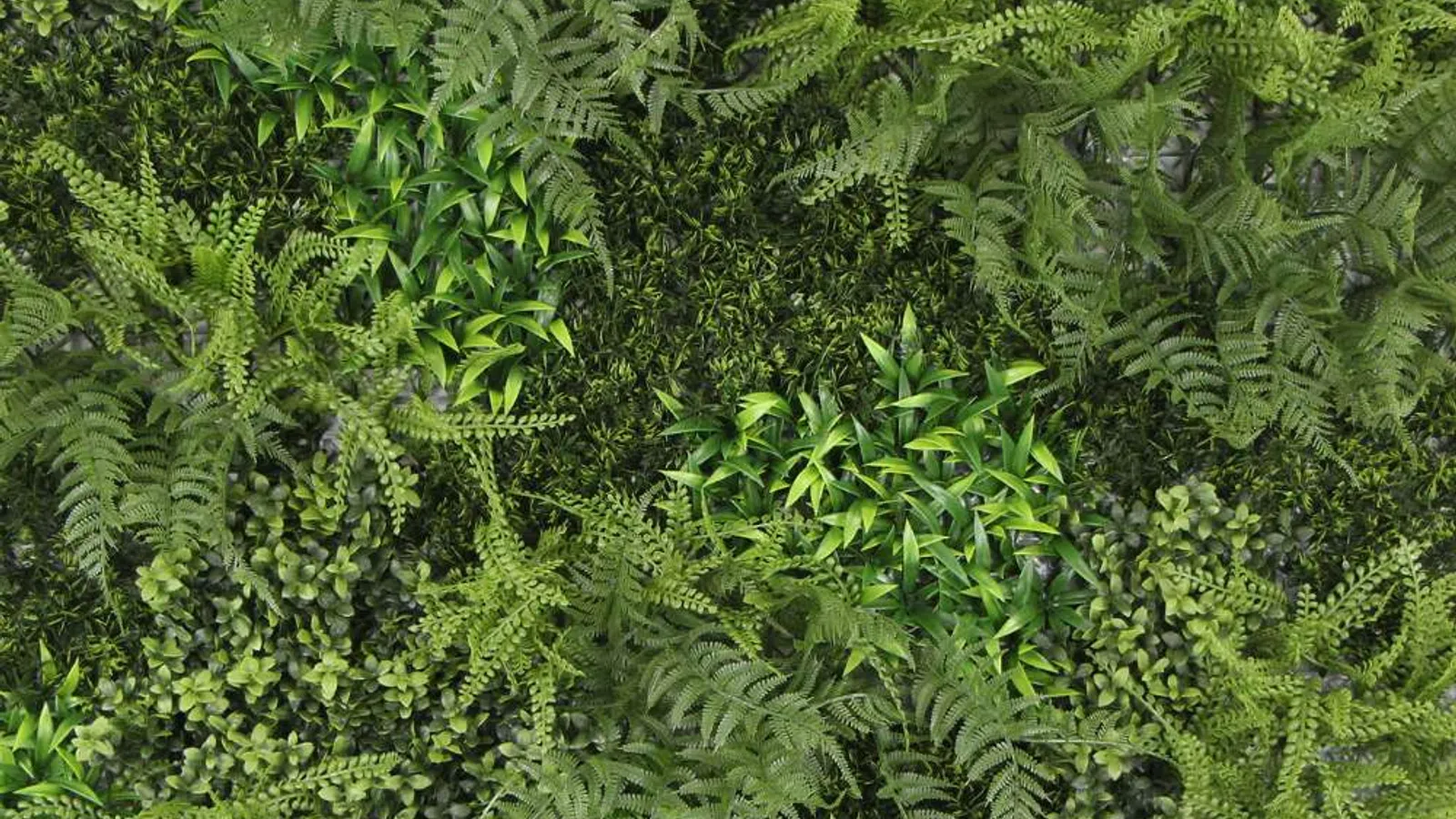 Dense green foliage with various types of ferns and leafy plants creating a lush natural texture.