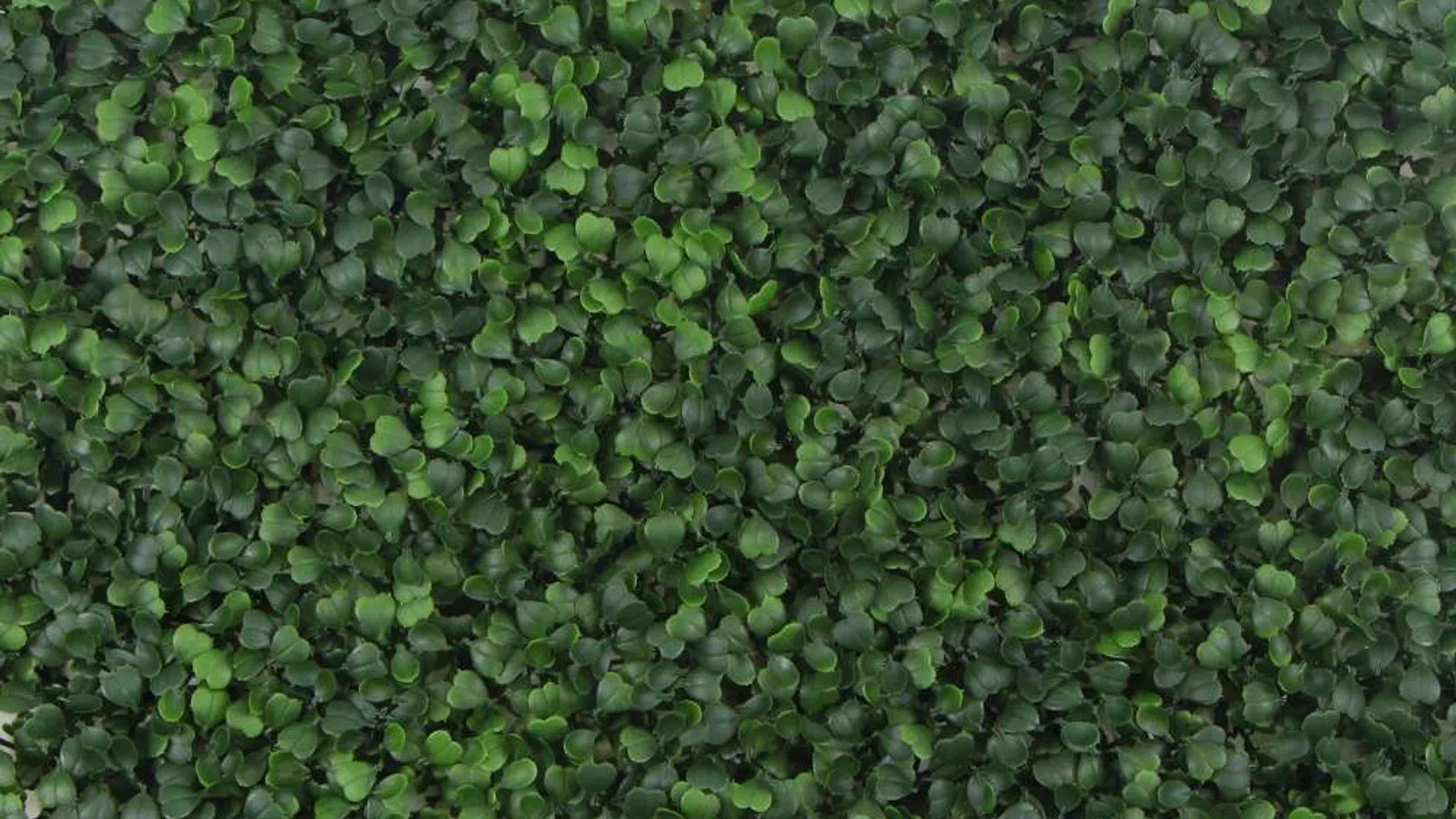 Dense green leafy ground cover with small rounded leaves creating a lush natural texture.