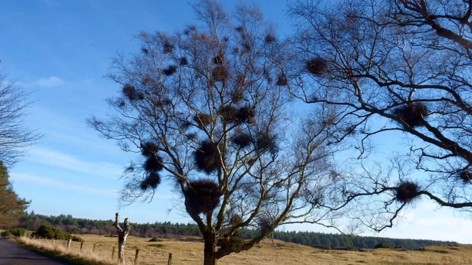 Anomalies in Lawn Care Whitches' broom