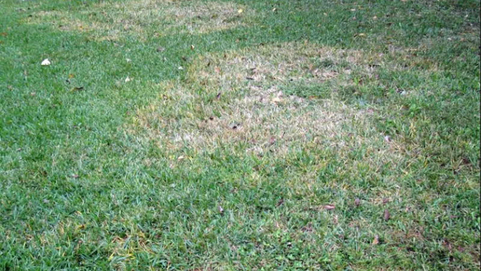 Zoysia Patch