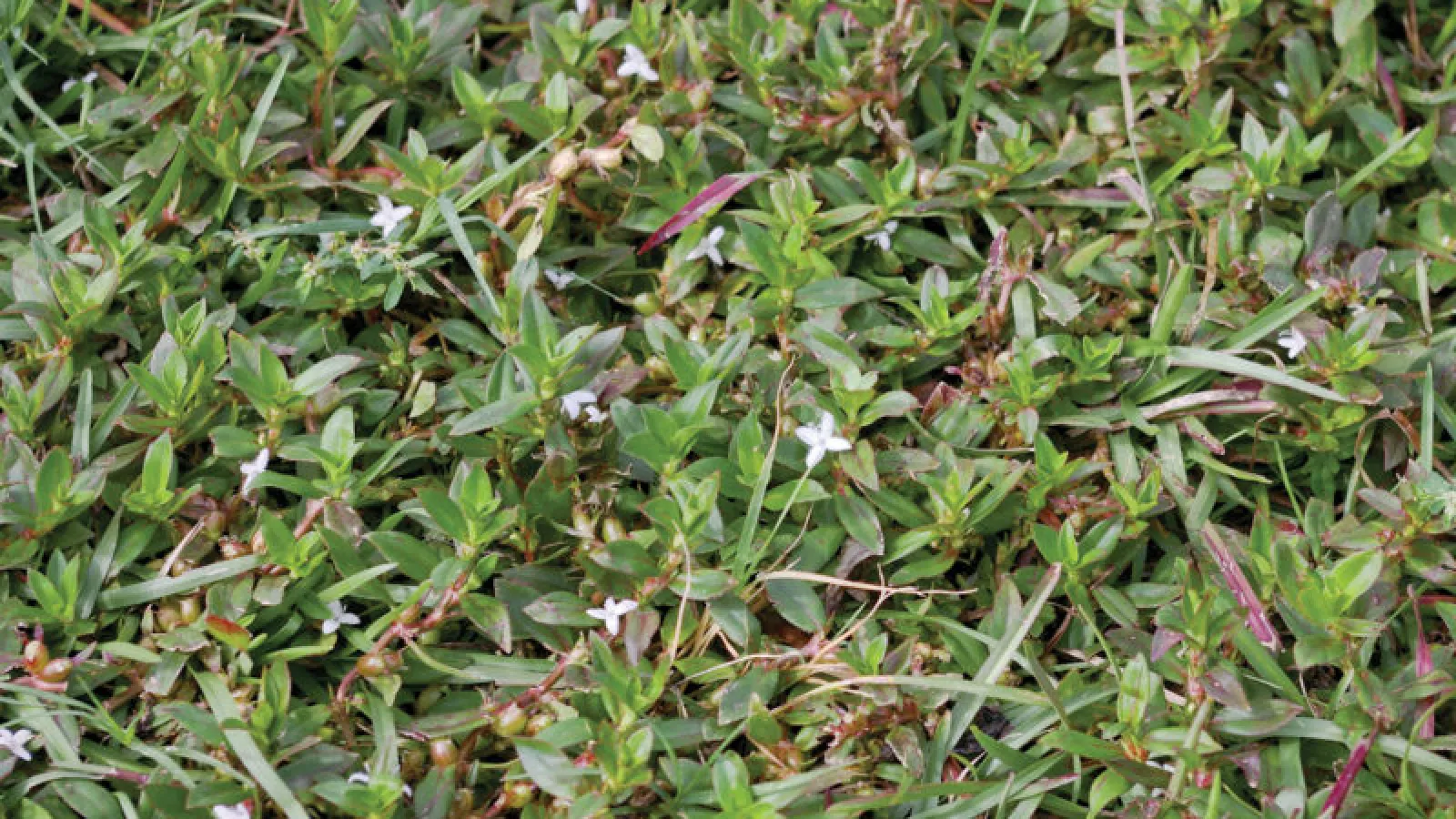 Nuisance Summer Weeds