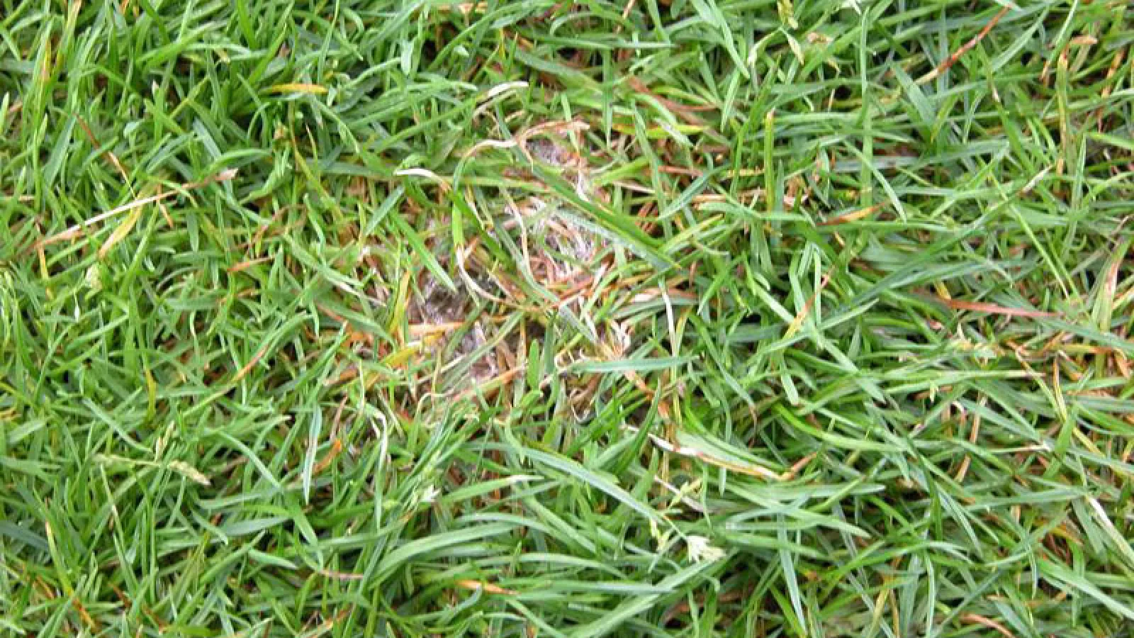 An Unwelcomed Dollar- Dollar Spot