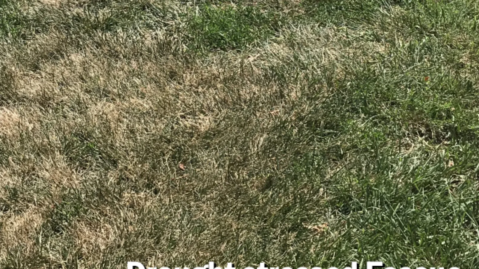 Drought Stress on Lawns