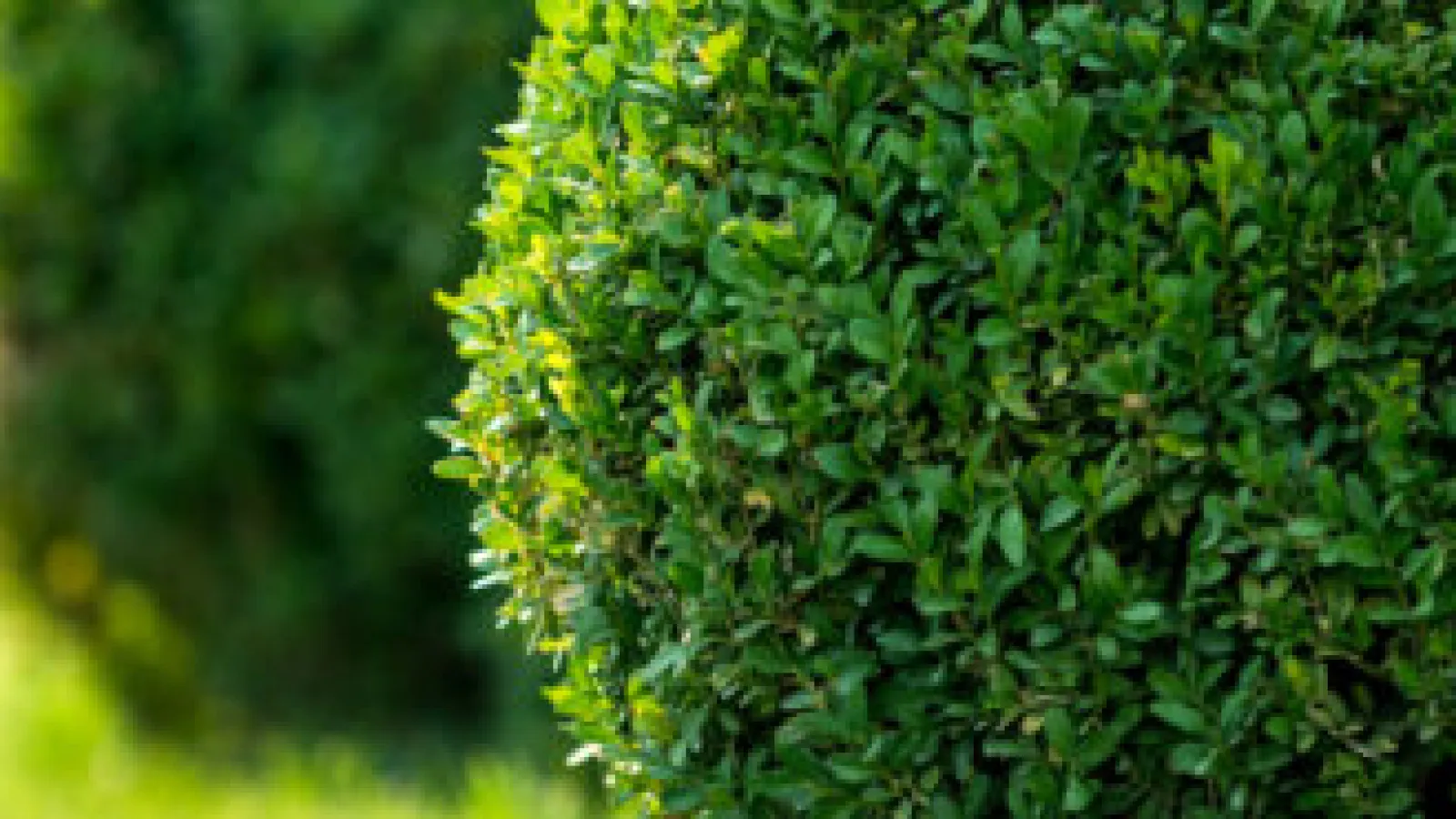 Proper Tree & Shrub Care Going Into Fall