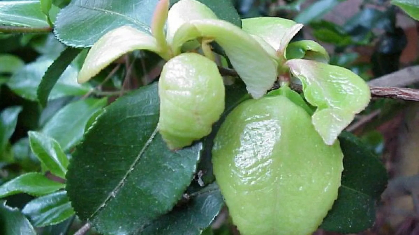 a plant with green leaves