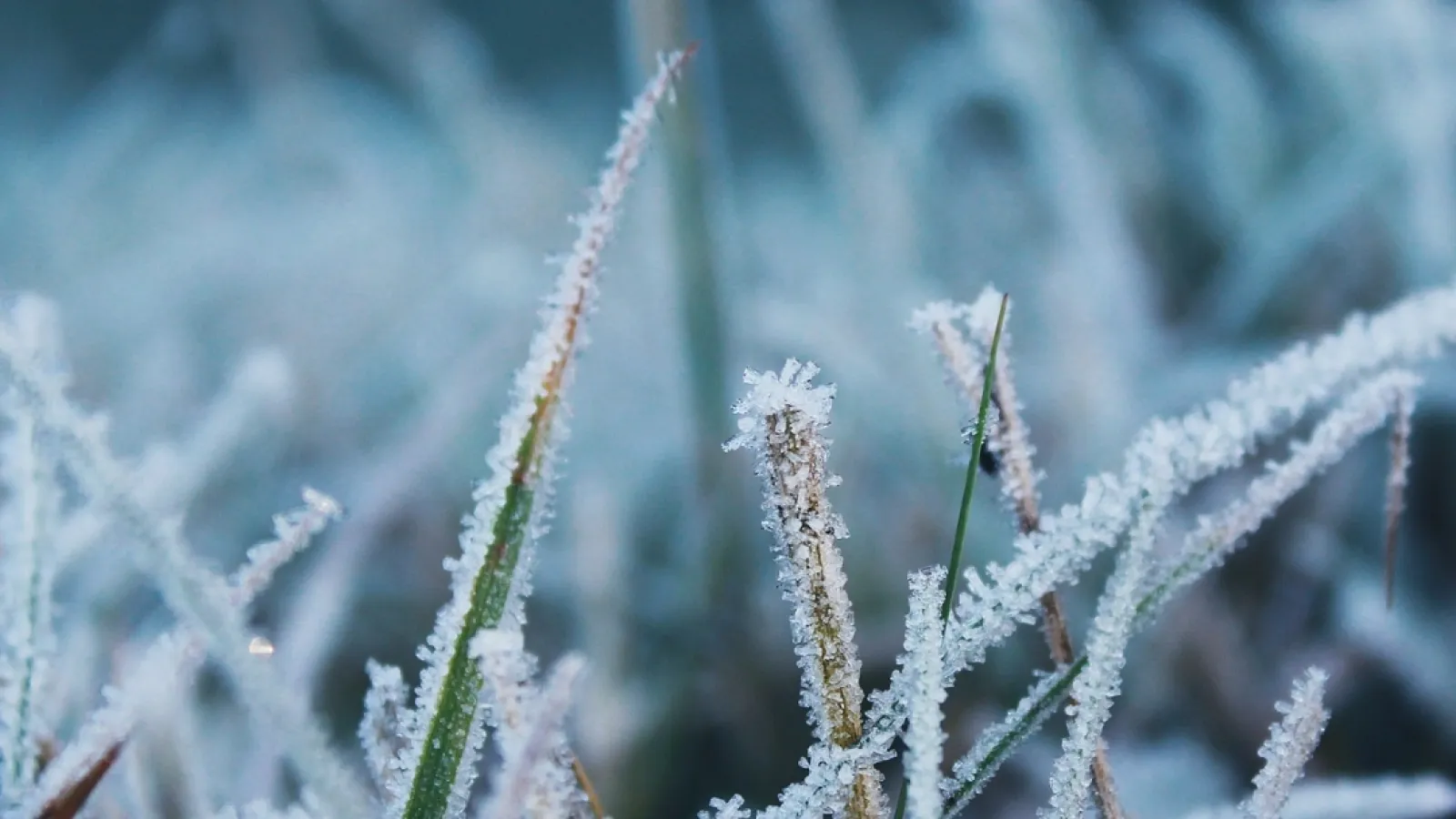 Frost on grass
