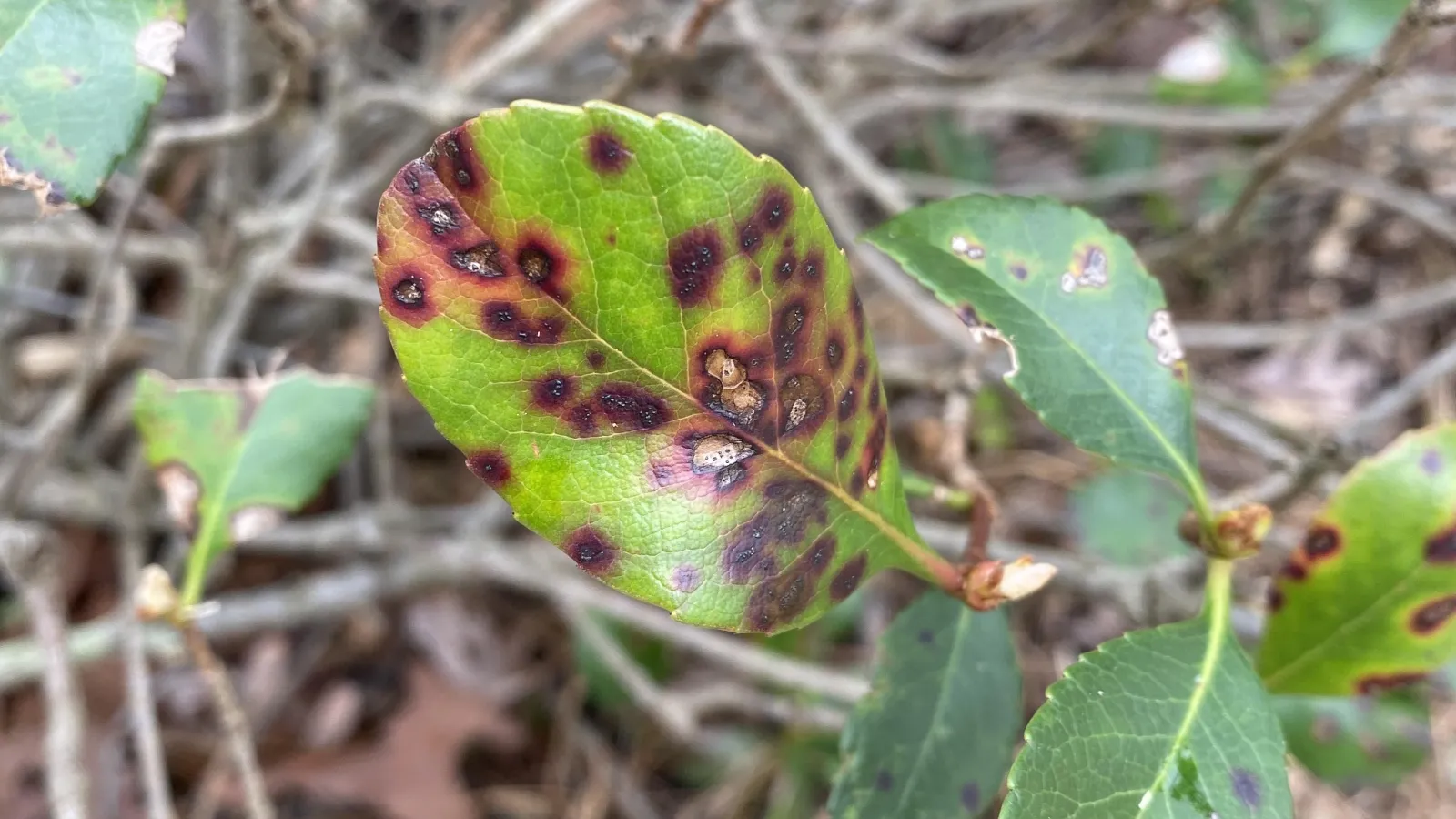 leaf spot disease