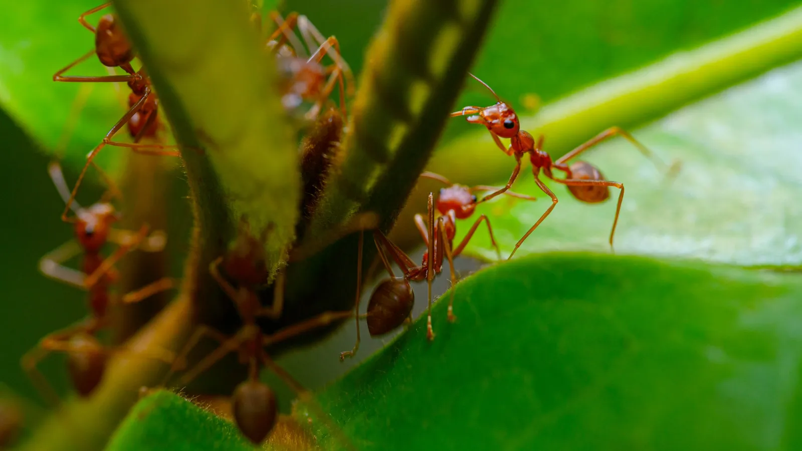 a close up of a bug