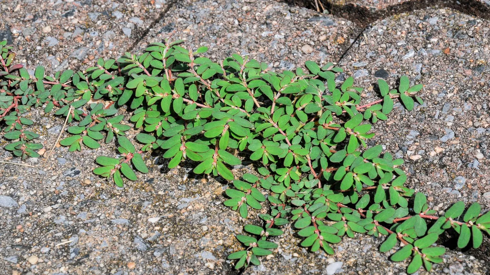 a close-up of some plants