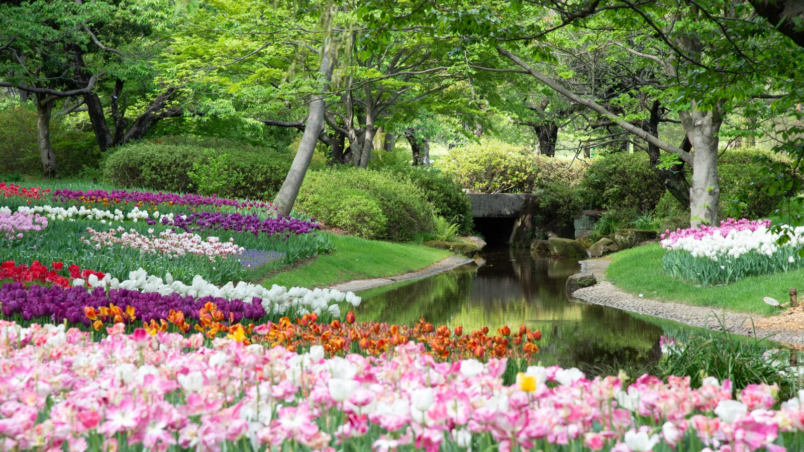 a garden with flowers and trees