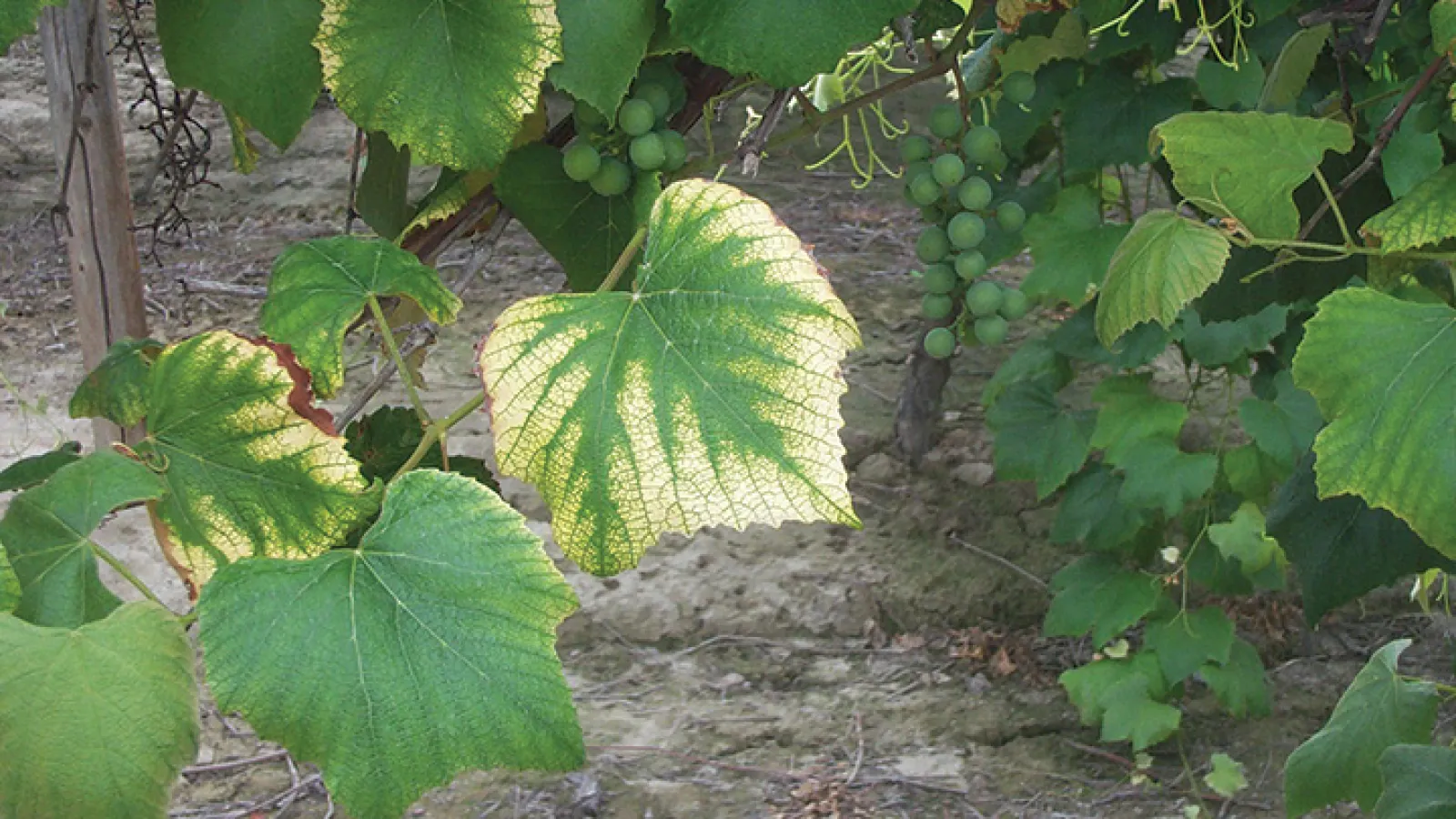 a group of green leaves on a tree