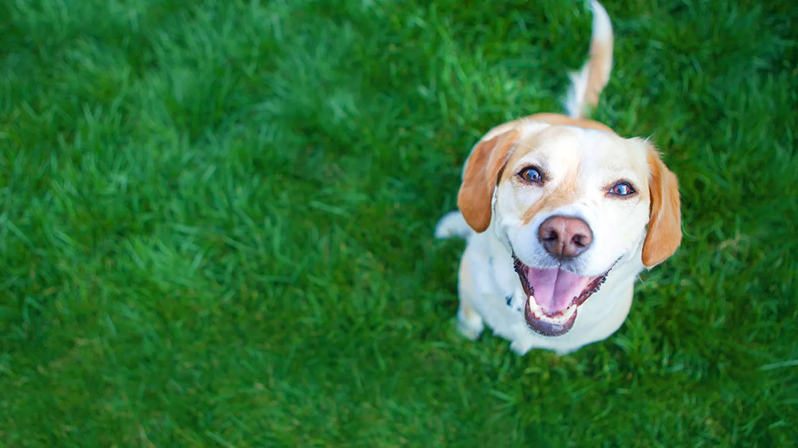 dog in grass