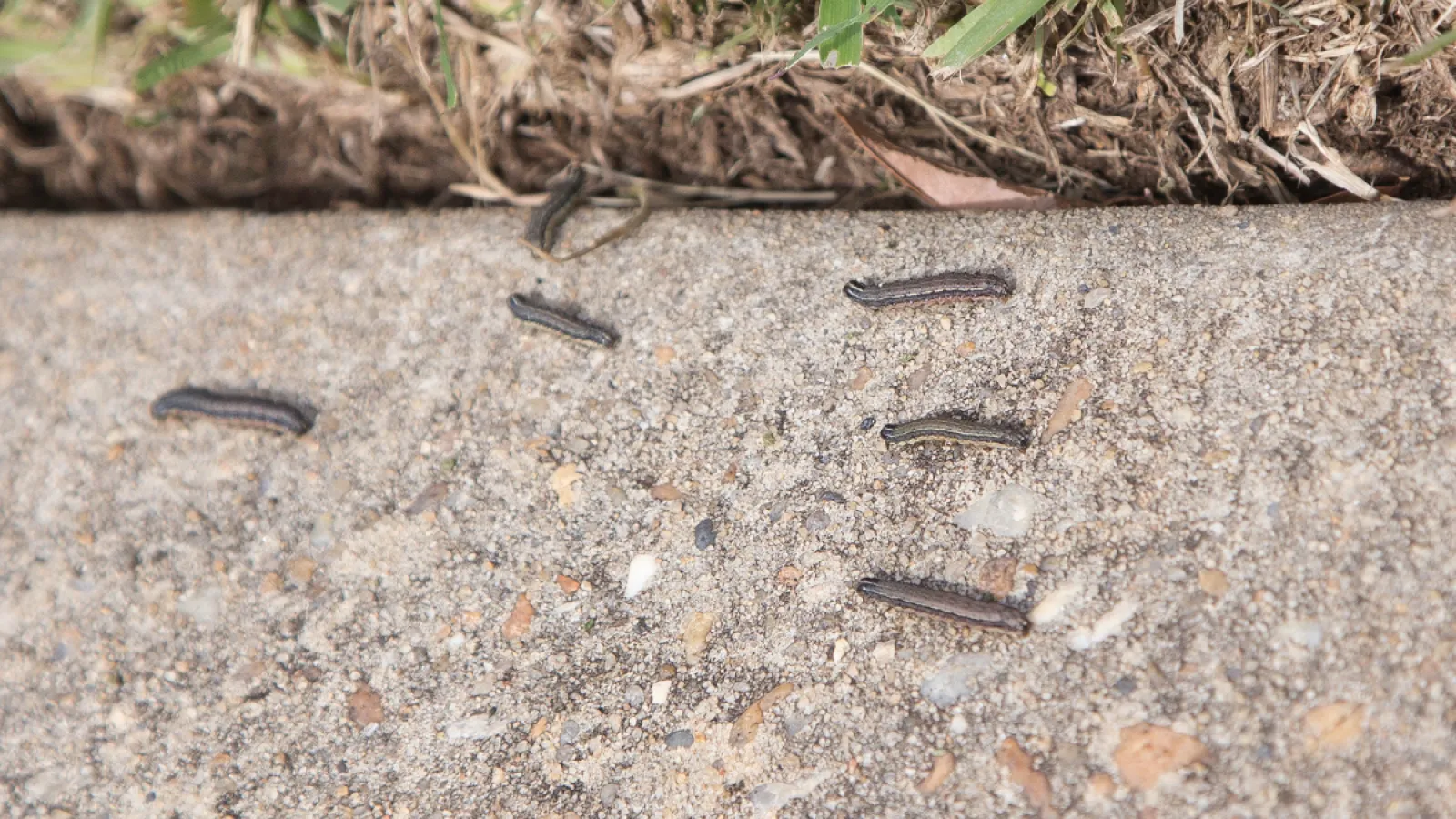 Small armyworms crawling on concrete near a patch of grass and soil outdoors