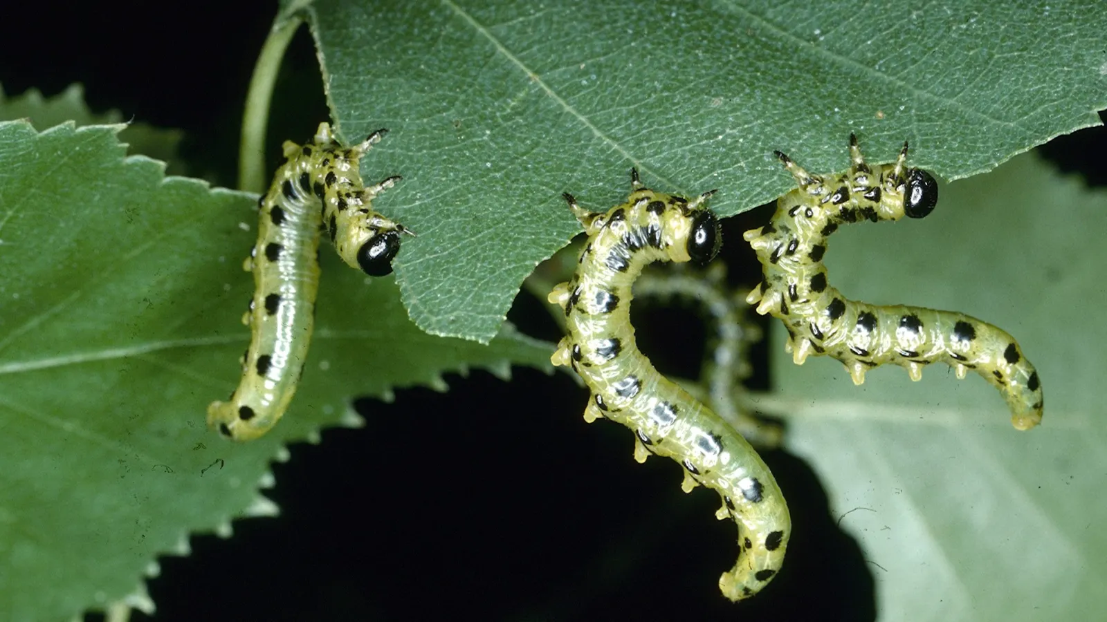 Sawfly larvae