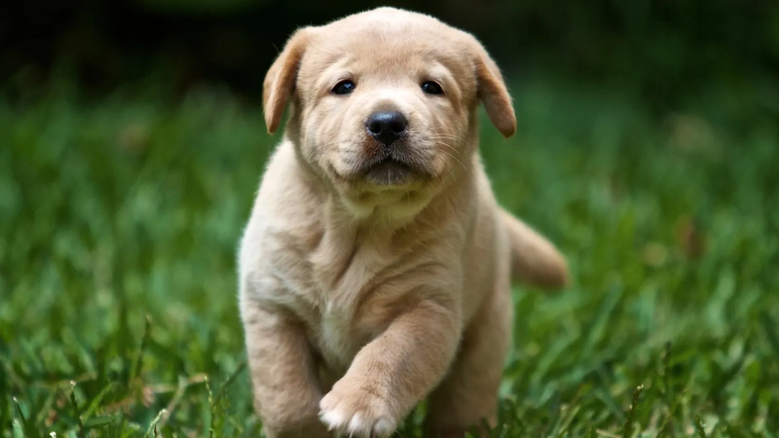 a puppy sitting in the grass