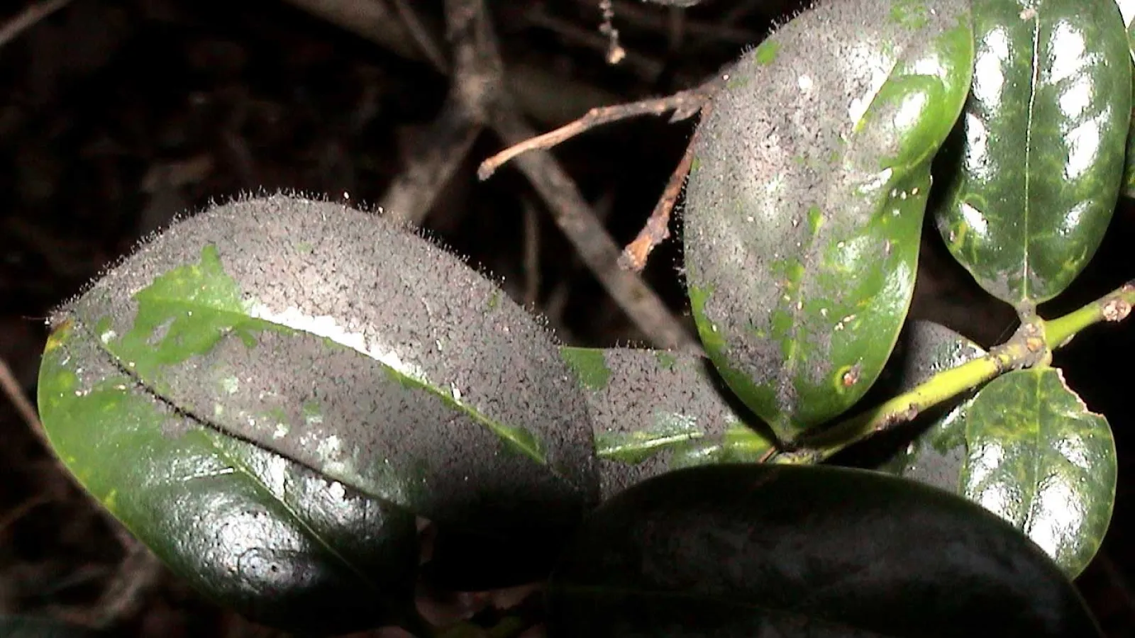 a close up of a leaf