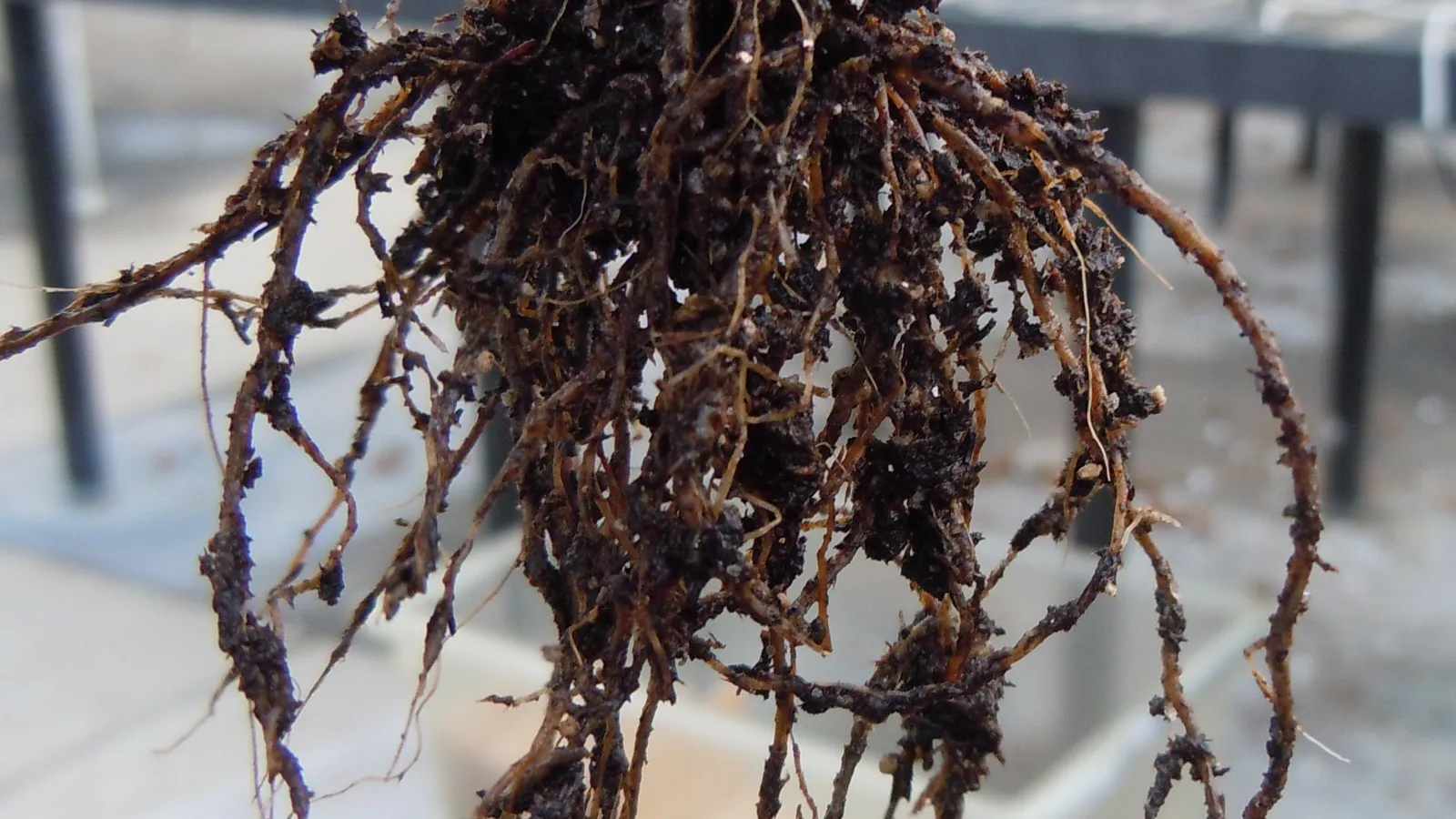 Pythium Root Rot