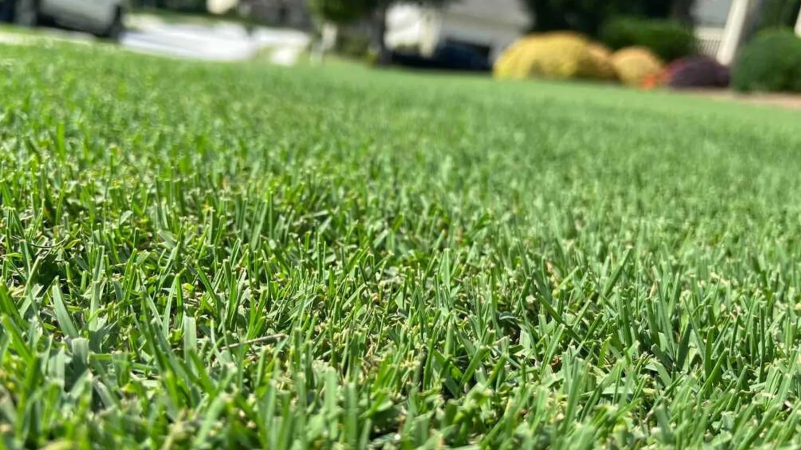 Close-up of vibrant green grass with a blurred background, showcasing a lush lawn in a suburban setting.