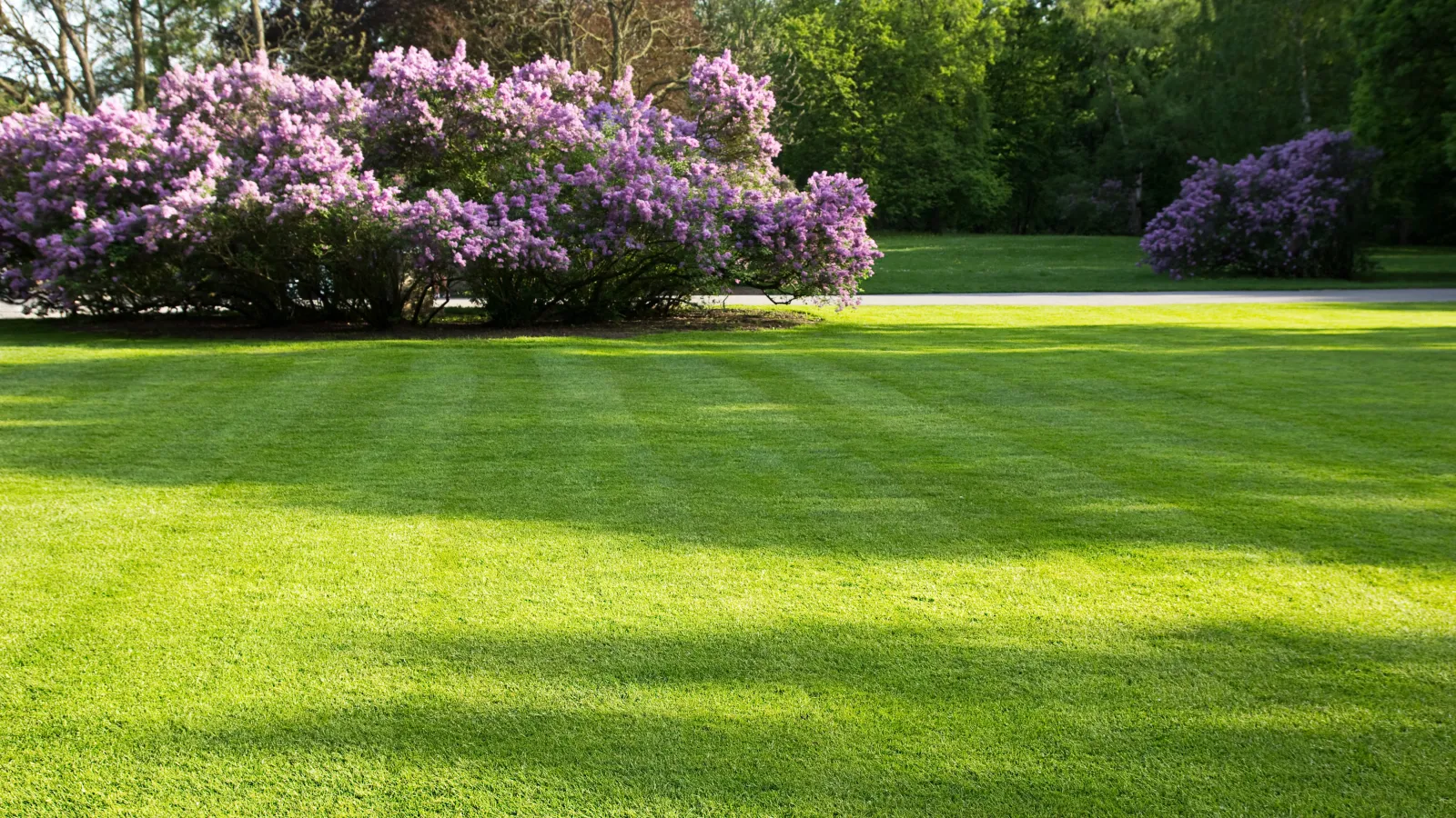 a green lawn with trees in the background