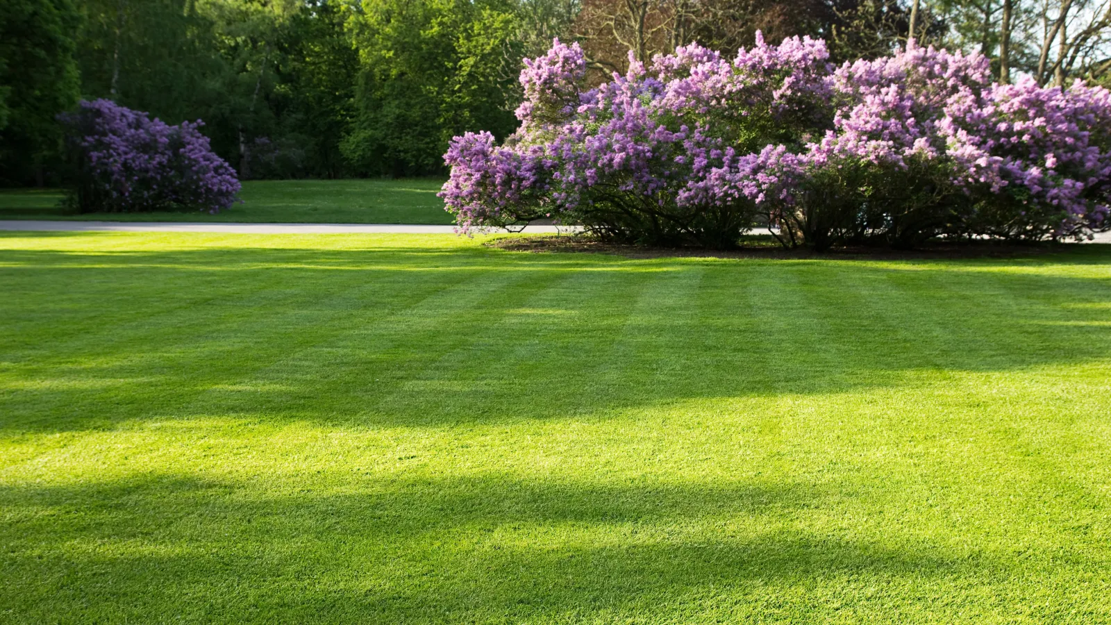 a green lawn with trees in the background