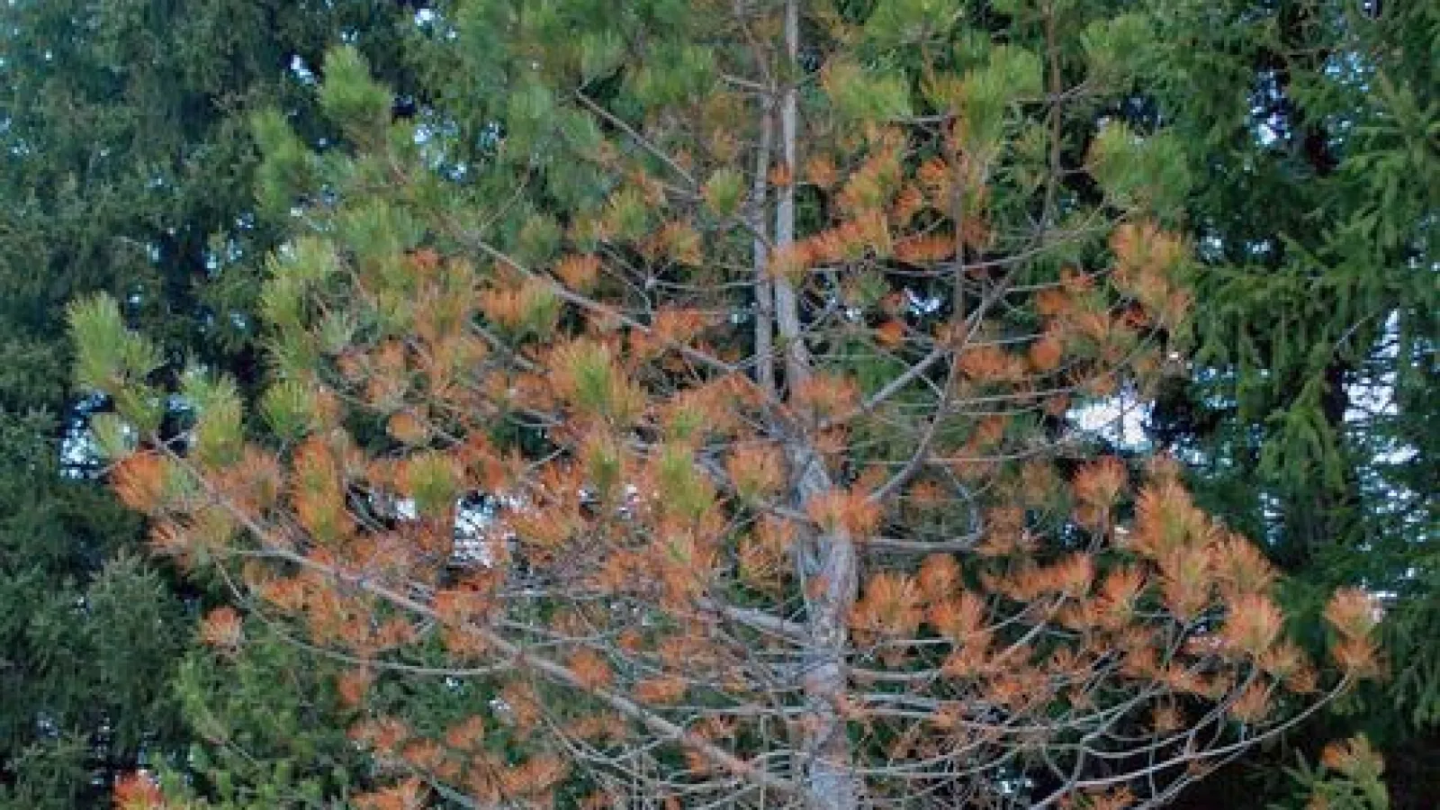 a tree with many branches